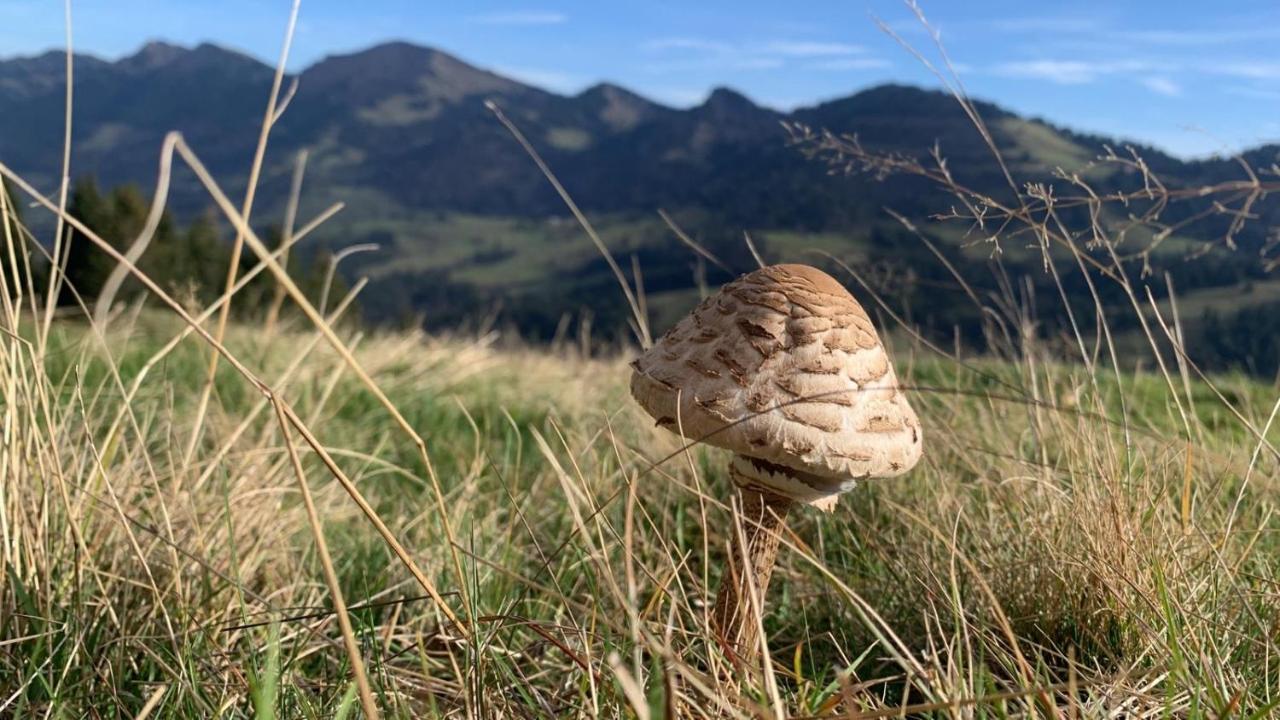 / Allgäu Steibis